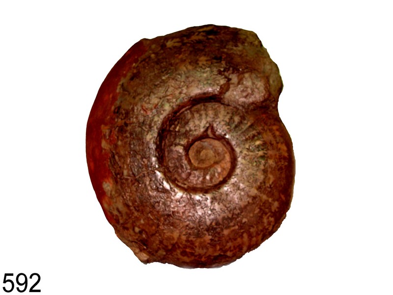 Esericeras